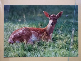 KOV 506-60 - ROE DEER, CERF, FAWN - Other & Unclassified