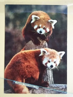 KOV 506-55 - RED PANDA, PANDAS, AELURUS FULGENS - Autres & Non Classés