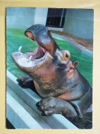 KOV 506-54 - HIPPOPOTUMUS - Hippopotamuses