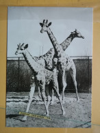 KOV 506-54 - GIRAFFE, ZOO PARK BERLIN - Andere & Zonder Classificatie