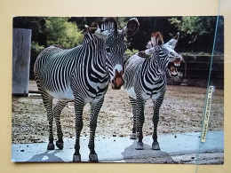 KOV 506-54 - ZEBRA - Zebra's