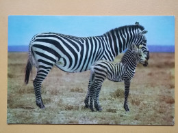 KOV 506-54 - ZEBRA - Zebra's