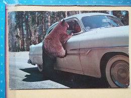 KOV 506-53 - BEAR, OURS, AUTO, YELLOWSTONE PARK - Ours