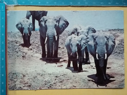 KOV 506-56 - ELEPHANT, OLIFANT, ZAMBIA - Elefanten