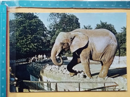 KOV 506-56 - ELEPHANT, OLIFANT, ZOO GARDEN - Elefanten