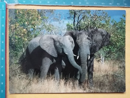 KOV 506-56 - ELEPHANT, OLIFANT, AFRICA, KRUGER NATIONAL ZOO PARK - Elephants