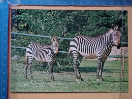 KOV 506-56 - ZEBRA - Zebras