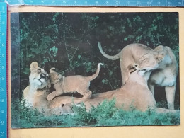 KOV 506-56 - LION, LEON, TANZANIA - Leones