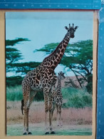 KOV 506-56 - GIRAFFE,  - Girafes