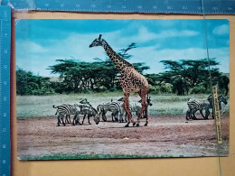 KOV 506-56 - GIRAFFE, ZEBRA - Giraffes