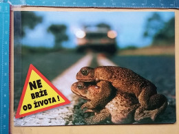 KOV 506-56 -  Grenouille, Frog, COMIC, HUMOUR - Other & Unclassified
