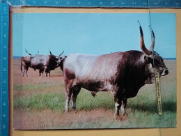 KOV 506-57 - BULL, TAUREAU,  - Toros