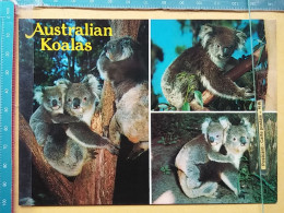 KOV 506-58 - KOALA, AUSTRALIA - Autres & Non Classés