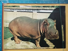 KOV 506-58 - HIPPOPOTUMUS,  - Hipopótamos