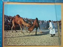 KOV 506-58 - CHAMEAU, CAMEL, TUNIS - Sonstige & Ohne Zuordnung