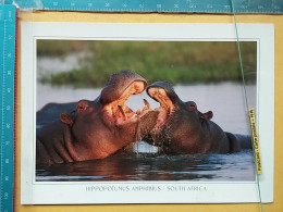KOV 506-58 - HIPPOPOTUMUS, SOUTH AFRICA - Nijlpaarden