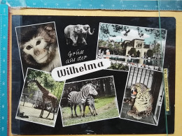 KOV 506-58 - ZOO GARDEN STUTTGART, WILHELMA, JARDIN ZOOLOGIQUE, GIRAFFE, MONKEY, ELEPHANT, ZEBRA, TIGER - Elefanten