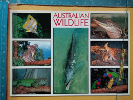 KOV 506-58 - AUSTRALIA, FISH, KOALA, IGUANA, DOLPHIN, CROCODIL, KANGAROO, LORRIKEET - Andere & Zonder Classificatie