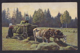 Cows - Working In Field / Postcard Circulated, 2 Scans - Cows