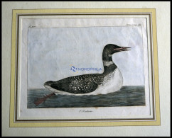 Der Schwimmvogel (I`mbrim), Kolorierter Kupferstich Von Olafsen Aus Atlas Du Voyage En Islande Von 1802 - Lithographies