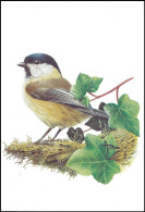 CM/MK** - Mésange Boréale / Wilgenmees / Weidenmeise / Willow Tit - 1e TIRAGE JAUNE/1ste DRUK GEEL - BUZIN - 1985-.. Vögel (Buzin)