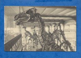 CPA - Musée Royal D'Histoire Naturelle - Bruxelles - Galeries Nationales - Salle Des Vertébrés - Iguanodons - Non Circul - Museos