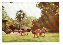 Antwerpen Anvers   Zoo Antilopes - Antwerpen