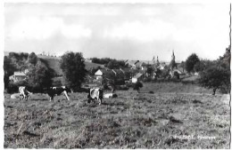 WILLERZIE/PANORAMA/VACHES /PHOTO VERITABLE/A. SMETZ ST SERVAIS/NON CIRCULE - Gedinne