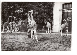 Antwerpen Anvers   Zoo Dauphin Girafes - Antwerpen