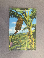 Greetings From Jamaica - The Banana Tree And Fruit Carte Postale Postcard - Andere & Zonder Classificatie