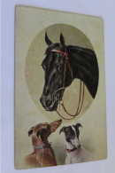 Cheval Et Chiens - Horses