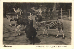 Karlsruhe - Stadtgarten - Lama Zebra Dromedar - Karlsruhe