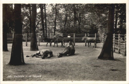 Karlsruhe - Im Tierpark - Karlsruhe