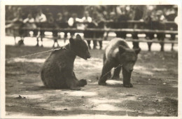 Karlsruhe - Stadtgarten - Junge Bären Im Tierpark - Karlsruhe