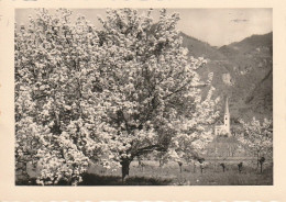 PRIMAVERA PRESSO BOLZANO FRUHLING BEI BOZEN ANNO 1967 VIAGGIATA - Bolzano (Bozen)