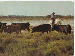 Gardian Et Sa Manade De Taureaux - Bull