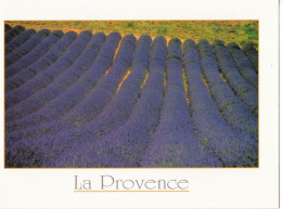 Provence - Champ De Lavande - Bloemen