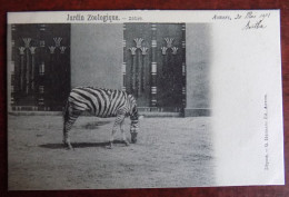 Cpa Jardin Zoologique - Zèbre 1901 - Antwerpen