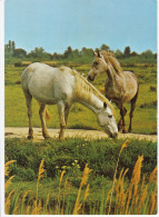 Chevaux Camarguais - Horses