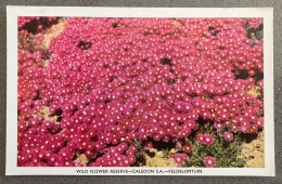 Wild Flower Reserve - Caledon - Veldblomtuin Carte Postale Postcard - South Africa