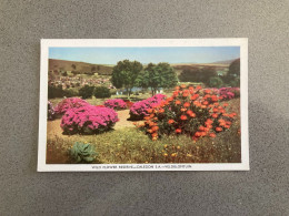 Wild Flower Reserve - Caledon - Veldblomtuin Carte Postale Postcard - Südafrika