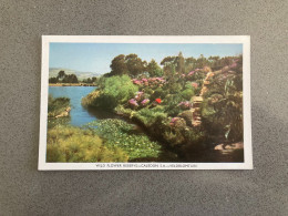 Wild Flower Reserve - Caledon - Veldblomtuin Carte Postale Postcard - Afrique Du Sud