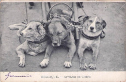 BELGIQUE OBLITERATION ANVERS ATTELAGE DE CHIENS - Other & Unclassified