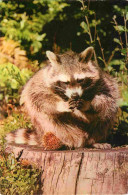 Animaux - Raton Laveur - Raccoon - CPM - Carte Neuve - Voir Scans Recto-Verso - Andere & Zonder Classificatie