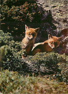 Animaux - Renards - Renardeau - Fox - CPM - Voir Scans Recto-Verso - Andere & Zonder Classificatie