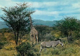 Animaux - Zèbres - Collection Faune Africaine - Girafe - CPM - Carte Neuve - Voir Scans Recto-Verso - Zèbres