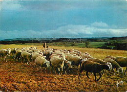 Animaux - Moutons - Troupeau De Moutons - CPM - Etat Pli Visible - Voir Scans Recto-Verso - Other & Unclassified