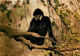 Animaux - Singes - Muséum National D'Histoire Naturelle - Parc Zoologique De Paris - Gibbon à Favoris Blancs - Carte Neu - Singes