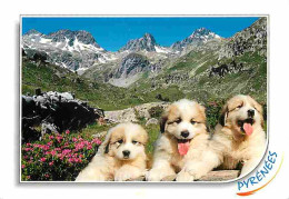 Animaux - Chiens - Chien Des Pyrénées - Montagnes - CPM - Voir Scans Recto-Verso - Dogs