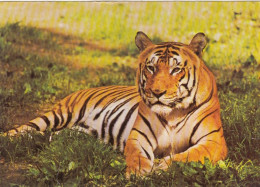 Tiere: Ein Tiger Ngl #G5217 - Andere & Zonder Classificatie